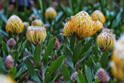 Close-up of flowering plant