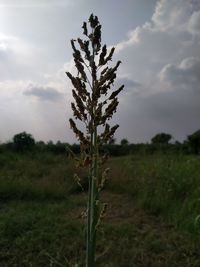 Plant on field against sky