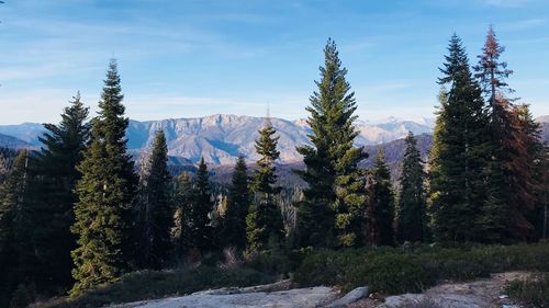 Pine trees against sky