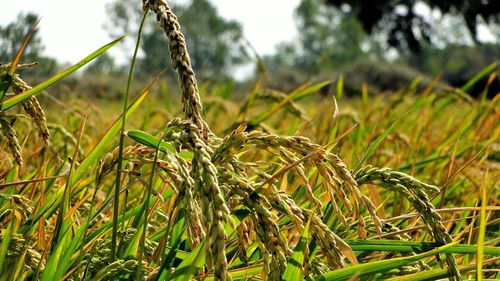 Close-up of grass growing on field