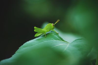 Extreme close-up of insect on leaf