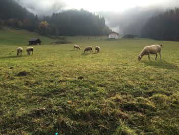 Sheep grazing on grassy field