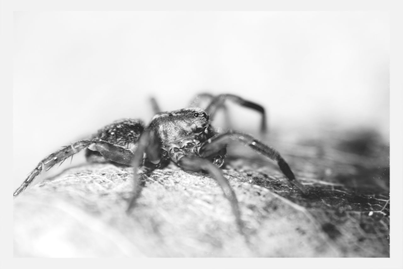 animal themes, one animal, close-up, animals in the wild, wildlife, selective focus, focus on foreground, nature, animal shell, snail, no people, day, copy space, auto post production filter, outdoors, studio shot, shell, death, beauty in nature