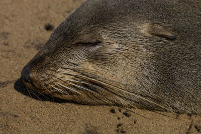 A seal at cape cross, a seal reserve at the coast of namibia