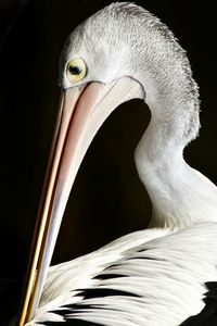 Close-up of pelican bird
