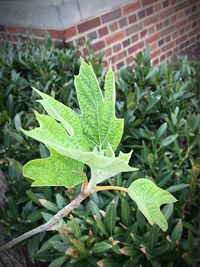 Close-up of green leaves on plant