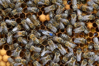 High angle view of bee on floor