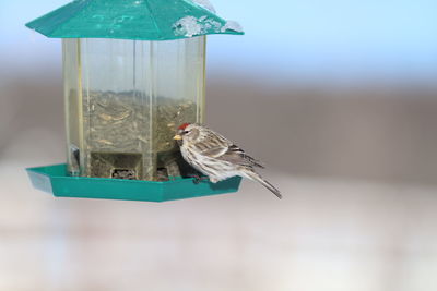 Close-up of bird perching on feeder