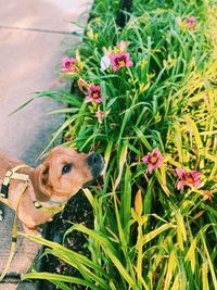Dog smelling the flowers