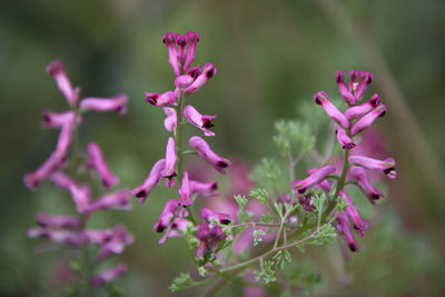 Close-up of pink flowering plant