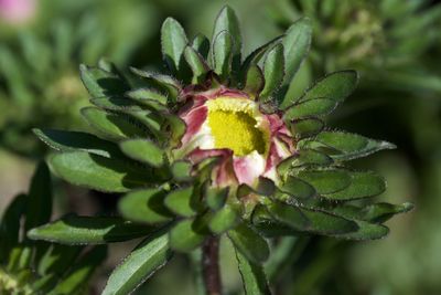 Close-up of flowering plant