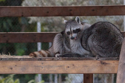 Playing raccoon praccoonpair on a porch in southern florida