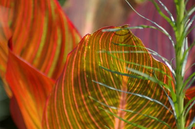 Close-up of orange leaves