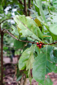 Close-up of strawberry growing on tree