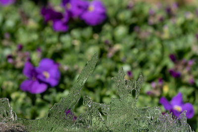 Close-up of purple flowering plants