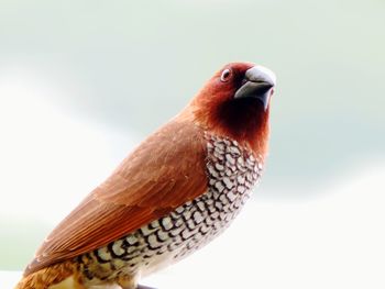 Close-up of a bird