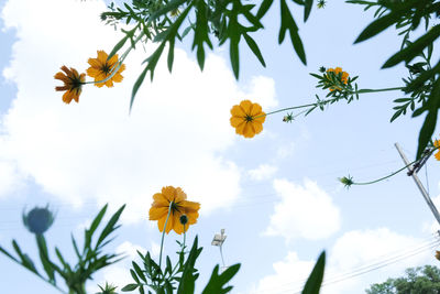 Low angle view of flowering plants against sky