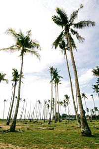 Low angle view of palm trees against sky