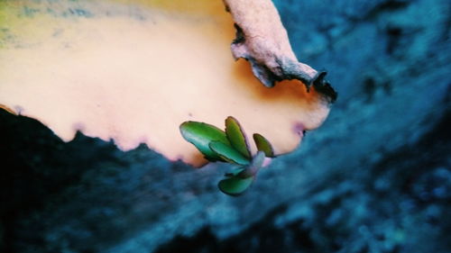 High angle view of flowering plant against wall