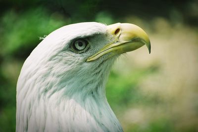Close-up of a bird