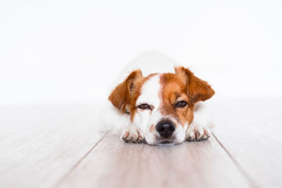 Cute jack russell dog listening to music on headset at home