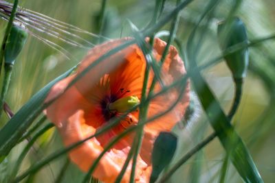 Close-up of orange flowering plant