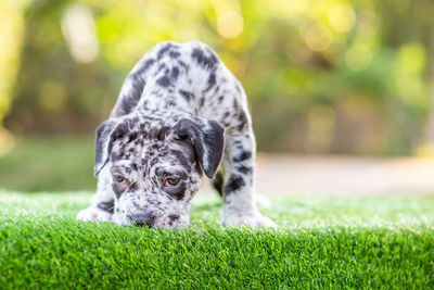 Portrait of a dog on field