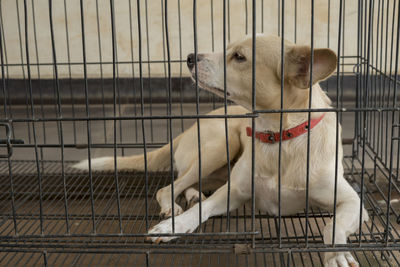 Dog in cage