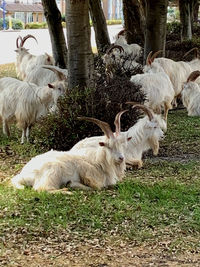 Sheep in a farm