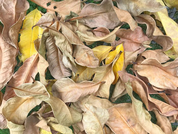 Full frame shot of dry leaves