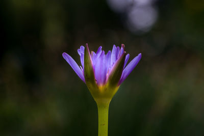 Close-up of purple water lily