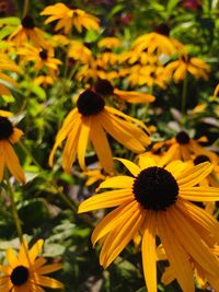 Close-up of yellow daisy flowers