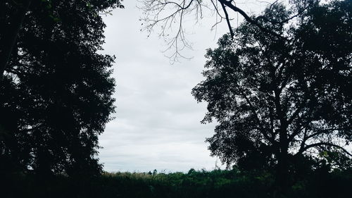 Trees on grassy field against cloudy sky