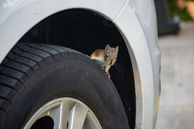 Squirrel hiding in car's wheel well