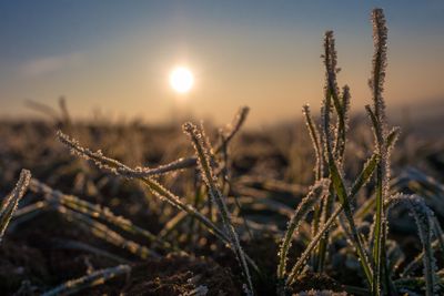 Close-up of frozen plants during sunset