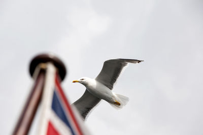 Low angle view of bird flying against clear sky