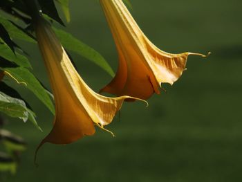 Close-up of yellow flowering plant