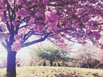 Pink cherry blossoms in spring