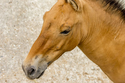 Close-up of horse