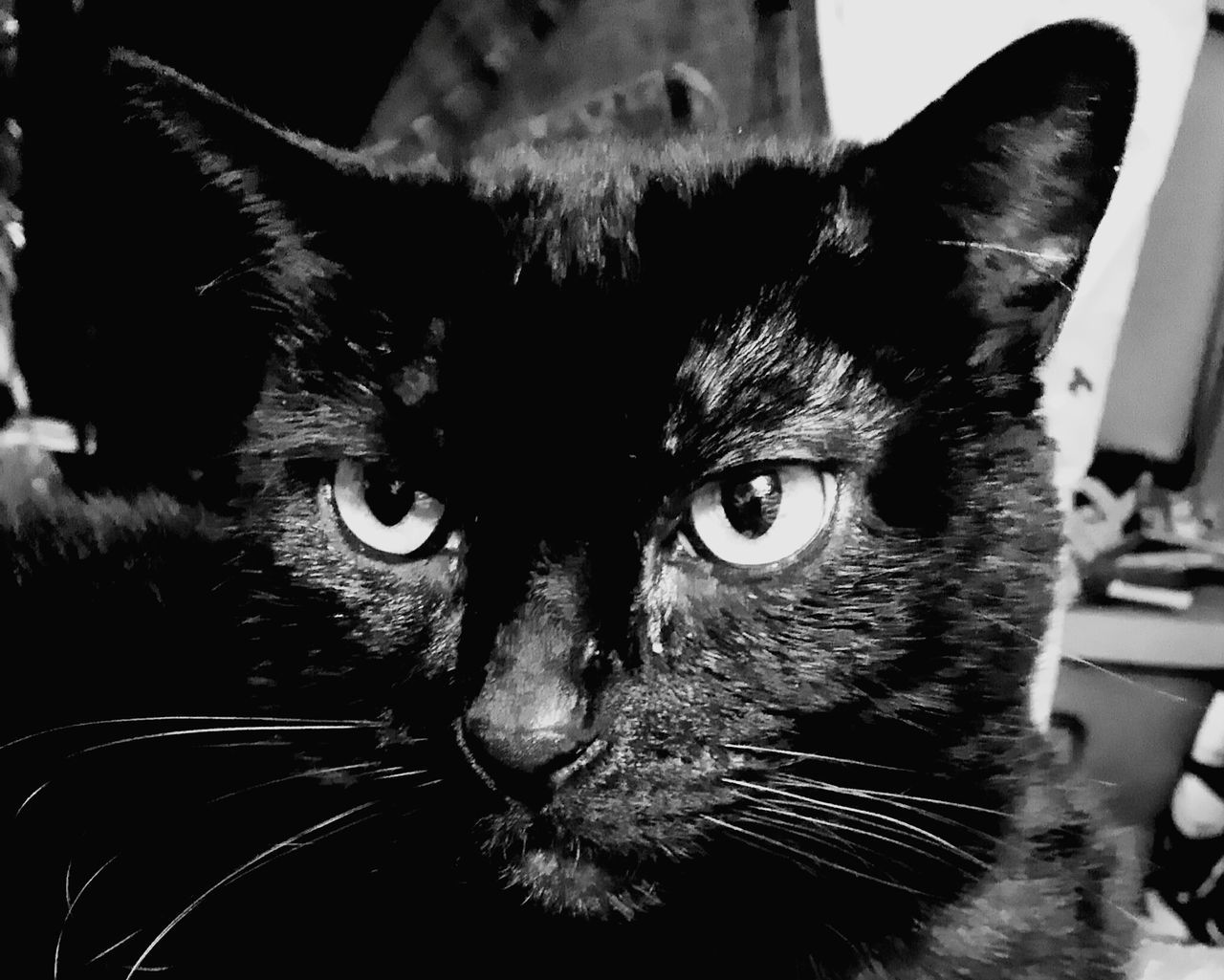 CLOSE-UP PORTRAIT OF CAT IN MOUTH