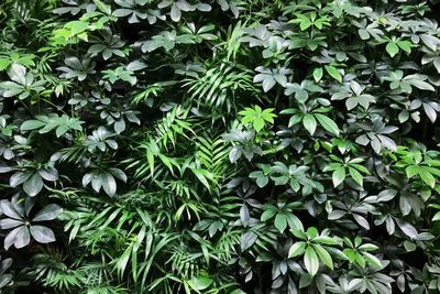 Full frame shot of plants