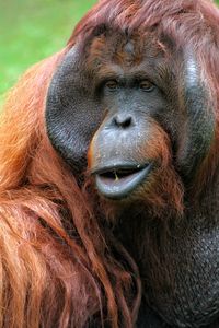 Close-up portrait of face in zoo