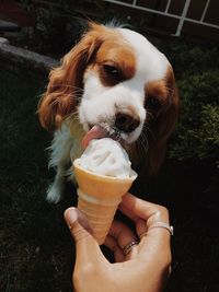 Midsection of woman holding dog