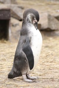 Close-up of a bird