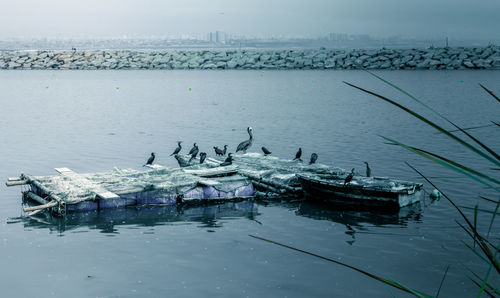 Seagulls in a lake