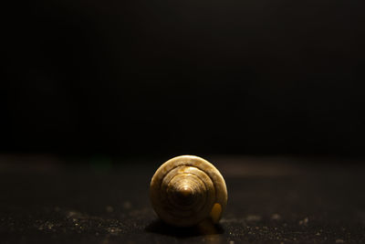 Close-up of snail on table against black background