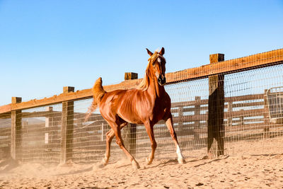 Horse standing on sand against clear blue sky
