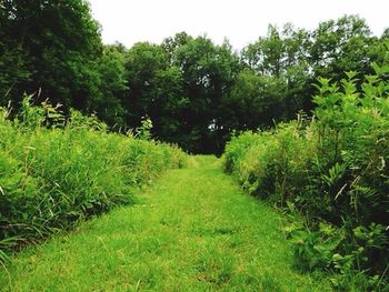 Scenic view of grassy field