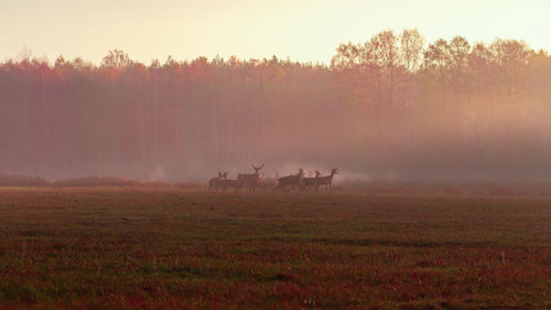 View of horse on field against sky