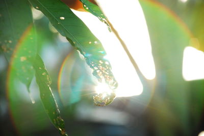 Close-up of lizard on plant